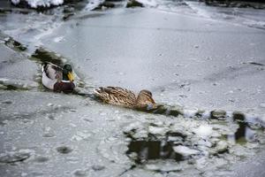 Male and female mallard ducks playing, floating and squawking in winter ice frozen city park pond. photo