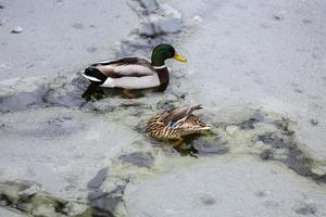 patos machos y hembras jugando, flotando y graznando en el estanque del parque de la ciudad congelada de hielo de invierno. foto