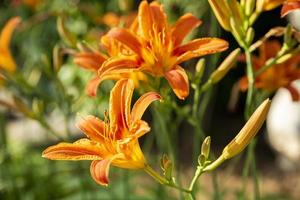 Blooming orange lilies under the sun rays on the flower bed in the garden. photo