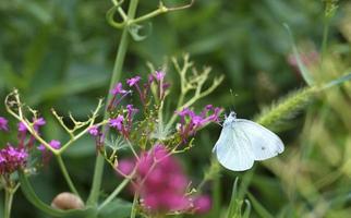 A white butterfly eats a nectar on a pink flower on a light green blurred background photo