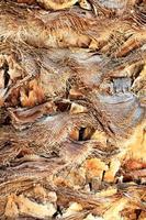 Background and rough texture of cut palm leaves on its trunk. photo
