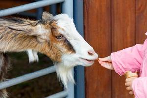 A child's hand feeds a small bearded goat kid. photo