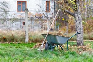 Garden wheelbarrow with collected fallen yellow leaves and dry grass and a metal rake against the background of a brick house in blur.