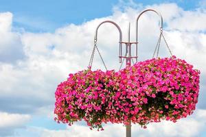 Pink and red petunias adorn a street white pillar against a blue cloudy sky, copy space. photo