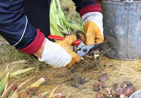 A farmer prunes flower bulbs of gladioli with a garden pruner for preservation for next spring.