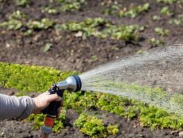 The gardener holds an irrigation hose and spray water in the garden. photo