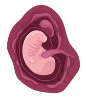 fetus with one month vector