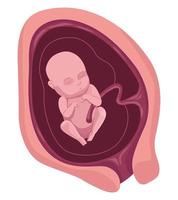 fetus with four months vector