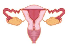 útero órgano femenino vector