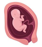 fetus with three months vector