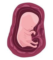 fetus with two months vector