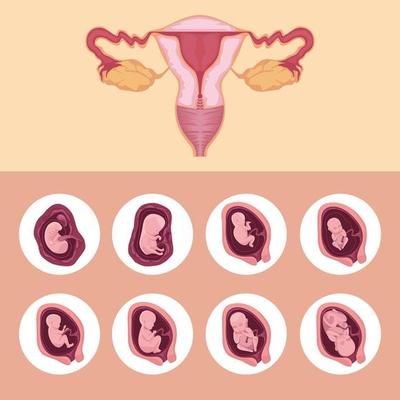 uterus and embryo development 4713549 Vector Art at Vecteezy uterus and embryo development 4713549 Vector Art at Vecteezy