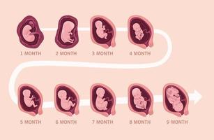 embryo development infographic vector