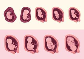 embryo development nine icons vector
