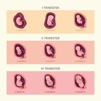 infografía de nueve fetos vector