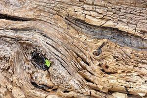 The texture of an old cracked tree trunk and a small green sprout breaking through on its background. photo