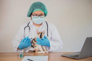 el veterinario examina al gato y lo vacuna.