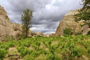 Young grape bushes planted on stony soil surrounded by comfort in the valley of Cappadocia