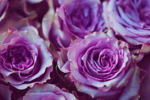 light purple flower rose sweet beautiful blooming flowers and soft bouquet floral. photo