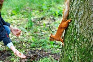 An orange squirrel runs down head by a tree trunk for a treat. photo