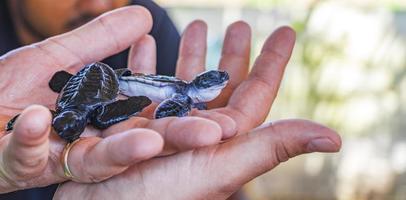 Cute black turtle babies on hands in Bentota Sri Lanka. photo