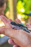 lindo bebé tortuga negra en las manos en bentota sri lanka. foto