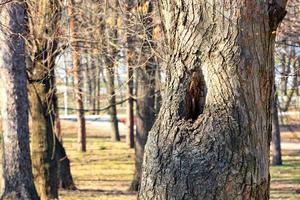 An old hollow in a tall pine serves as a dwelling for a squirrel in a spring park. photo