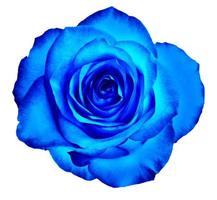 un capullo de una hermosa rosa floreciente en color azul clásico se aísla en un fondo blanco. foto