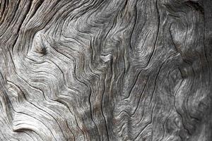 Hermosa textura de árbol curvo de Ciudad del Cabo, Sudáfrica.