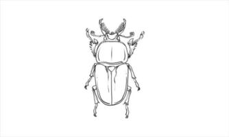 Vector lineart illustration of beetles on white background, hand drawn Japanese horned beetle bug insect sketch