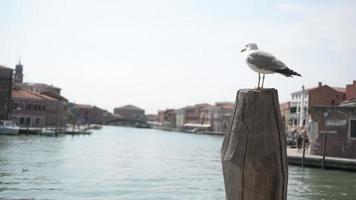 zeemeeuw zittend op een stok op een achtergrond van een pittoresk kanaal in Venetië video