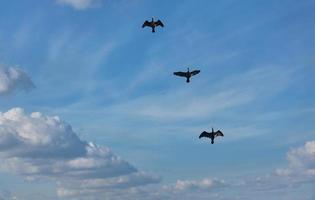 Flying black herons in the blue cloudy sky. photo