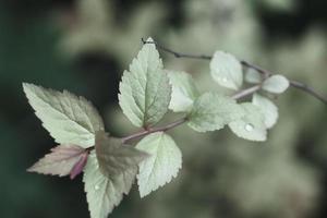 stem with fresh wet violet and green leaves with bokeh in the spring garden photo