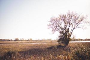 Leafless tree and pine tree along river bank in western Wisconsin. Shadows cast over dry grasses. Cloudy sky in horizon. photo