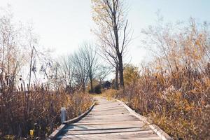 wide shot of rickety boardwalk through the edge of the forest. Blue sky with leafless tress. Shadows from the overhead sun. Quiet and peaceful atmosphere. photo