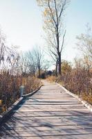 Rickety boardwalk through the edge of the forest. Blue sky with leafless tress. Shadows from the overhead sun. Quiet and peaceful atmosphere. photo