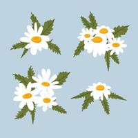 Set of chamomile daisy bouquets, white flowers, buds, green leaves. Camomile medicinal plant. Flat cartoon botanical sketch for design, hand draw vector illustration in vintage style