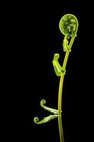 Green leaf of Fern on black background photo