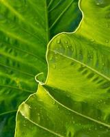 Freshness Leaf of Great Caladium photo