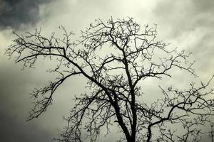 silueta de árbol desnudo contra el cielo. árbol sin hojas. foto