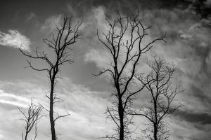 Ground view of a leafless tree against the sky.