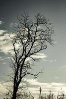 Ground view of a leafless tree against the sky. photo