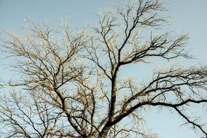 Ground view of a leafless tree against the blue sky. photo