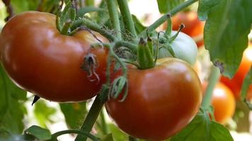 Tomatoes grown on the bushes of the private farm without GMOs video