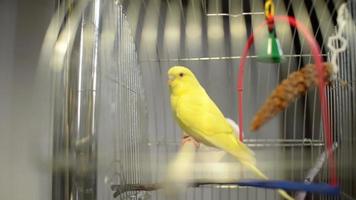 perroquet jaune est assis dans une cage video