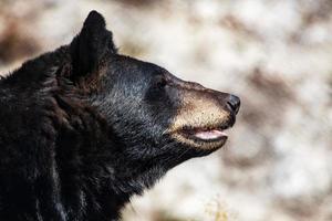 American black bear. Mammal and mammals. Land world and fauna. Wildlife and zoology. photo