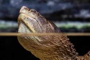 Common snapping turtle. Reptile and reptiles. Amphibian and Amphibians. Tropical fauna. Wildlife and zoology. photo