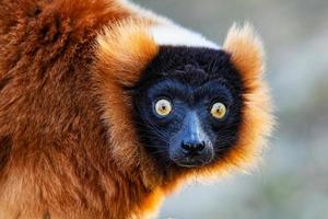 Red Ruffed Lemur monkey. Mammal and mammals. Land world and fauna. Wildlife and zoology. photo
