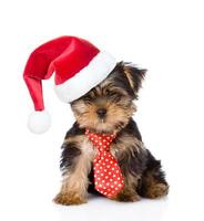 Yorkshire Terrier puppy with tie and  in christmas hat. isolated on white background