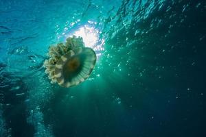 Jelly fish in the Red Sea colorful and beautiful, Eilat Israel photo